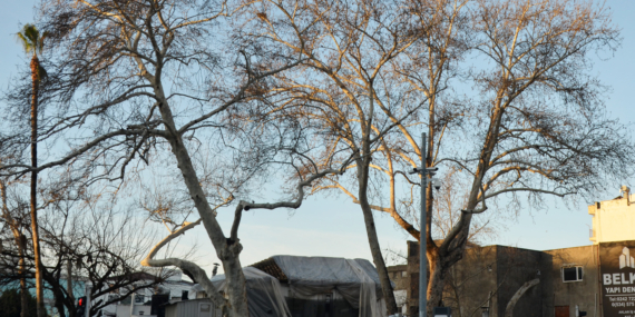 Serik'in simgesi çınarlar korumaya alındı