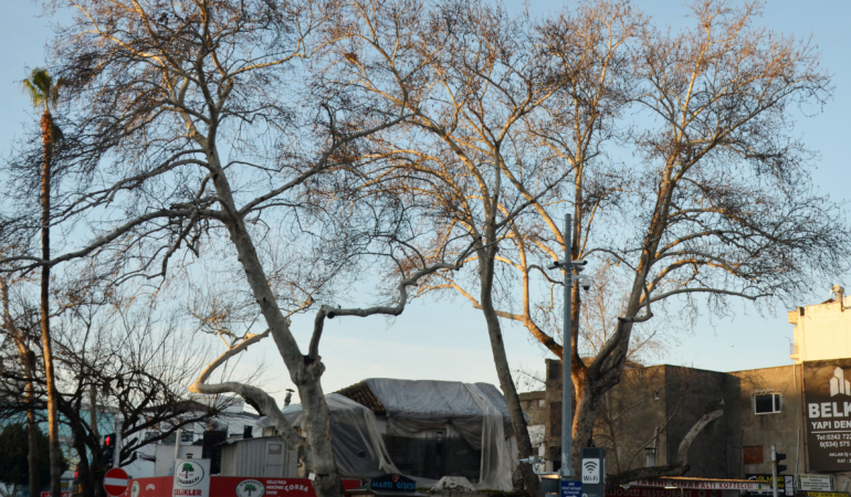 Serik'in simgesi çınarlar korumaya alındı